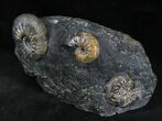 Three Craspedodiscus Ammonites In Association #28344-3